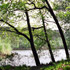 Stille Wilde